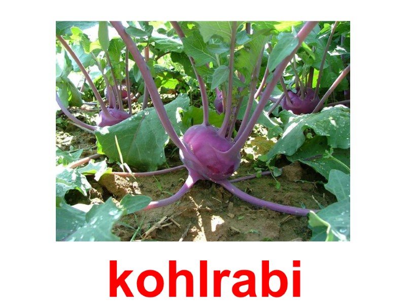 kohlrabi